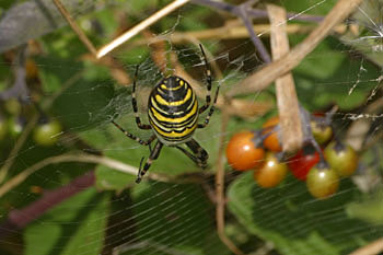 Wasp Spider